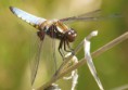 /album/my-local-birding-gallery/broad-bodied-chaser-jpg/
